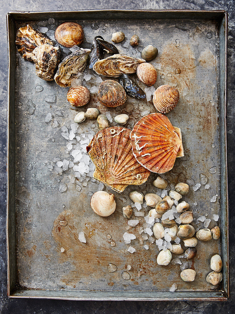 Various fresh mussels on a baking sheet