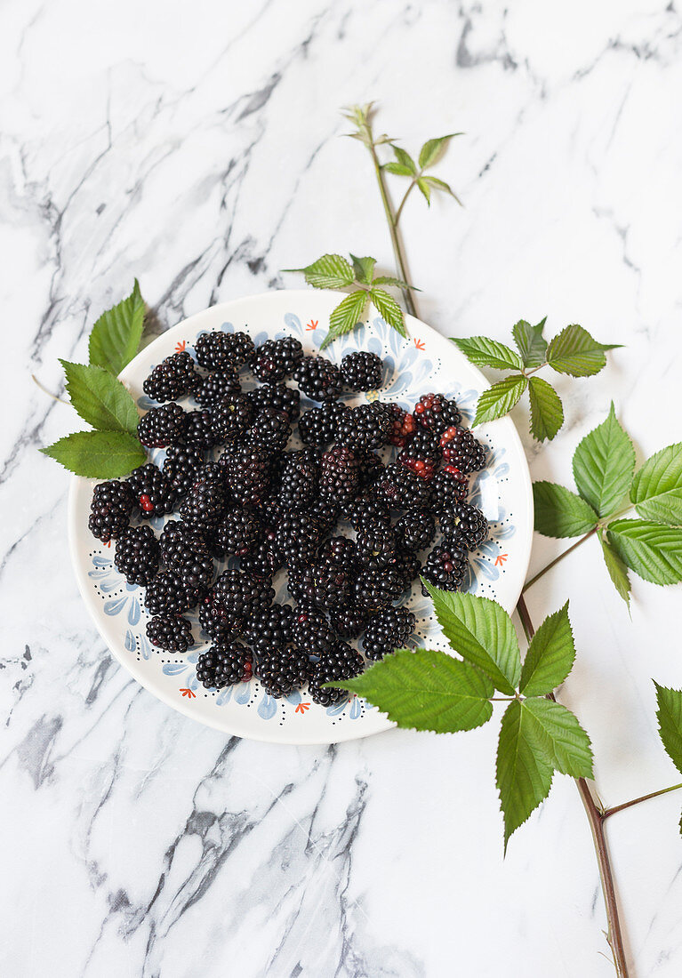 Fresh blackberries on a plate with a blackberry sprig