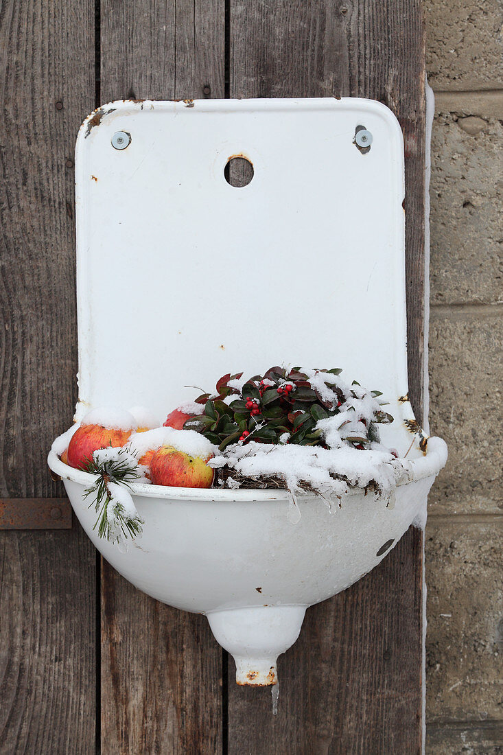 Snowy apples and berry sprigs in an old basin on the wall of a house