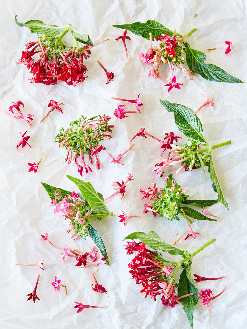 Pentas flowers (Star of Egypt)