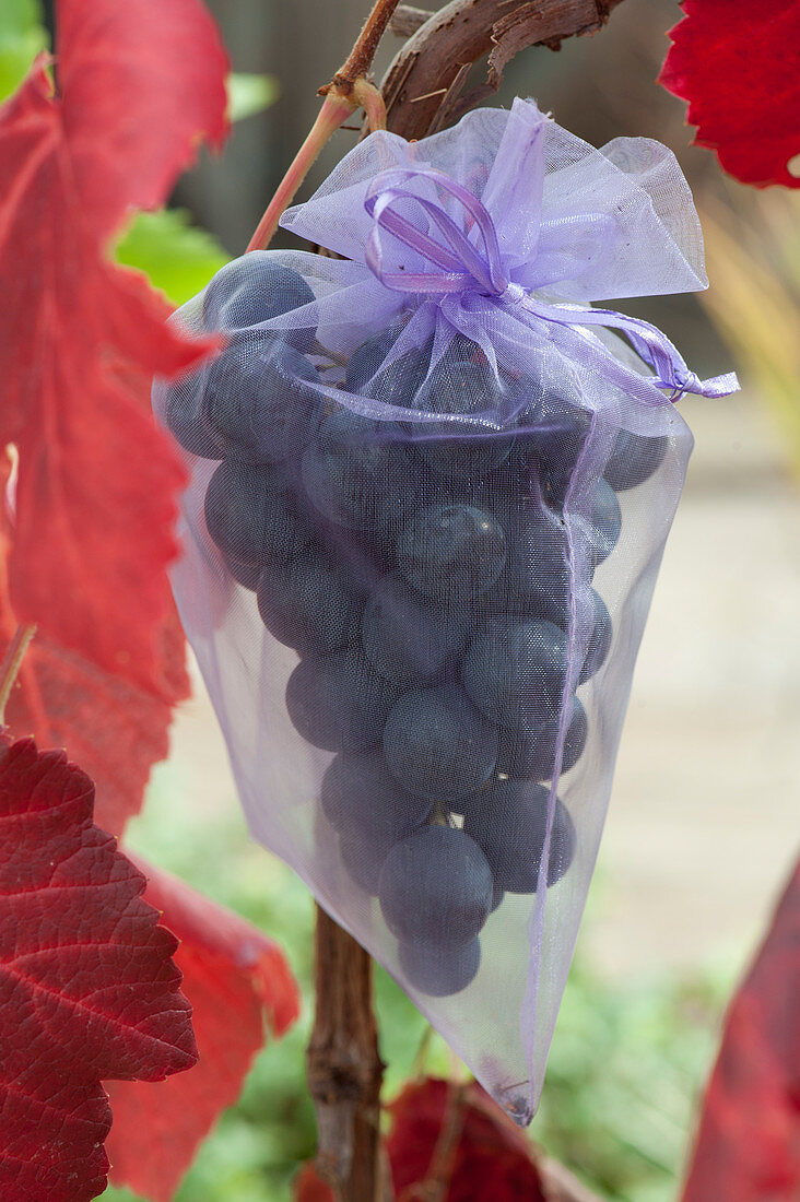 Protect Grapes From Bird And Wasps Feeding