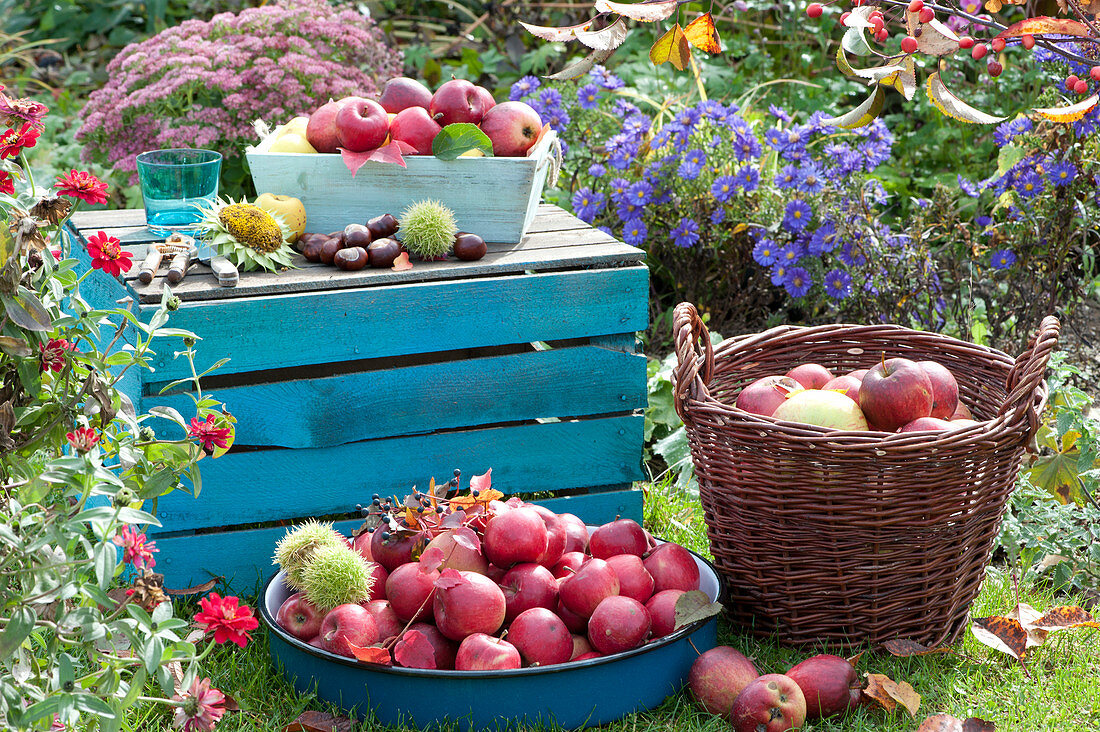 Ernte Stillleben mit Äpfeln im Garten