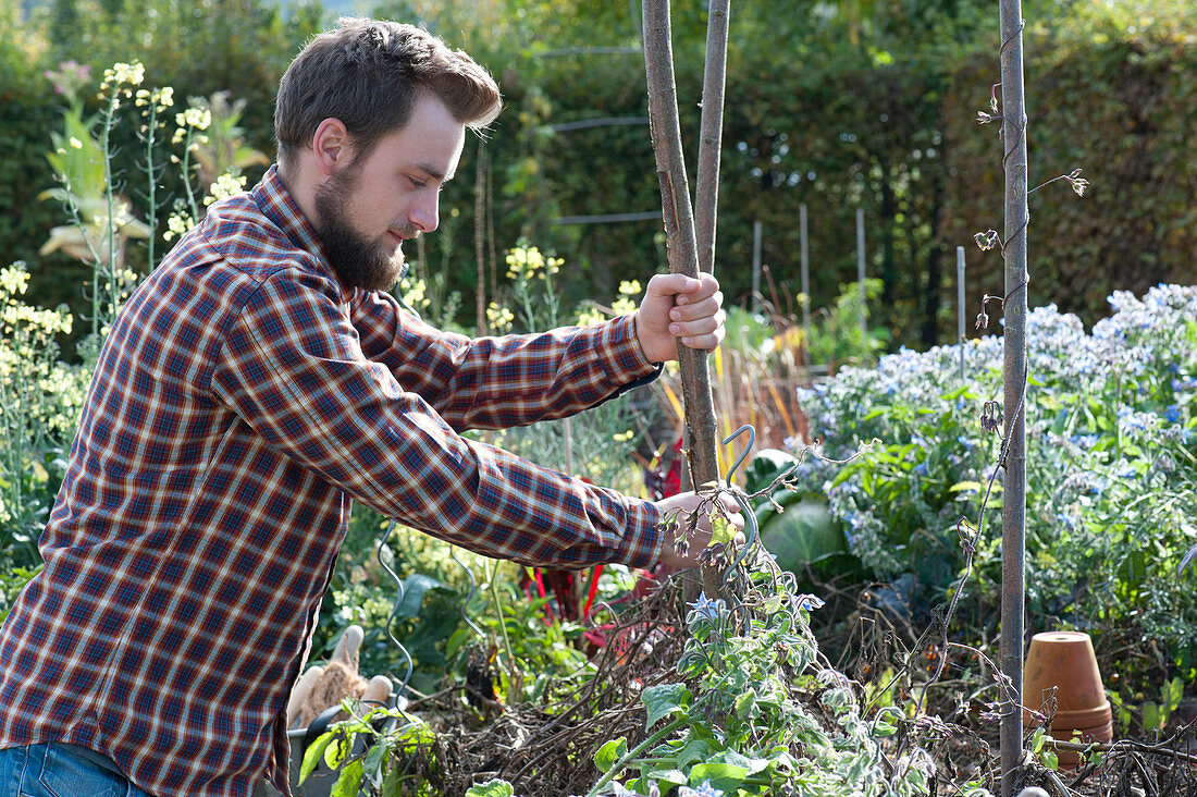 Remove Dead Tomatoes From The Raised Bed