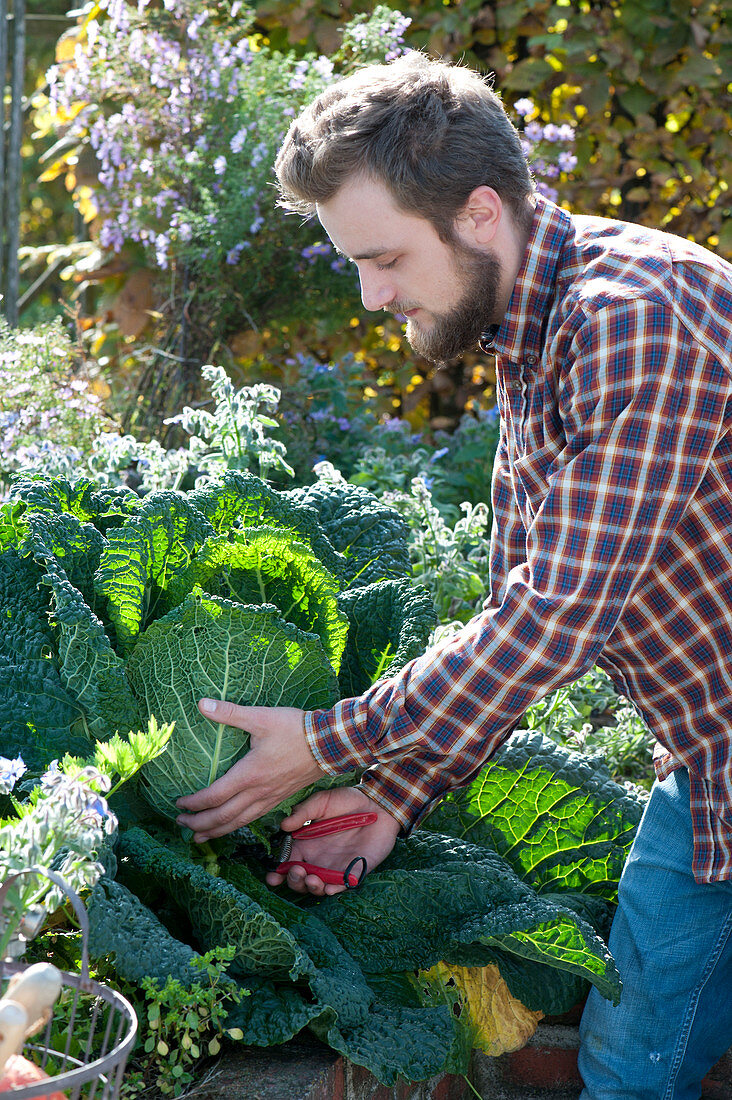 Man Reaps Savoy Cabbage In The Raised Bed