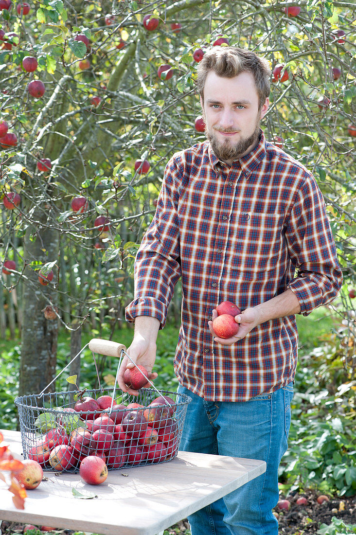 Man Puts Freshly Picked Apples In Harvest Basket