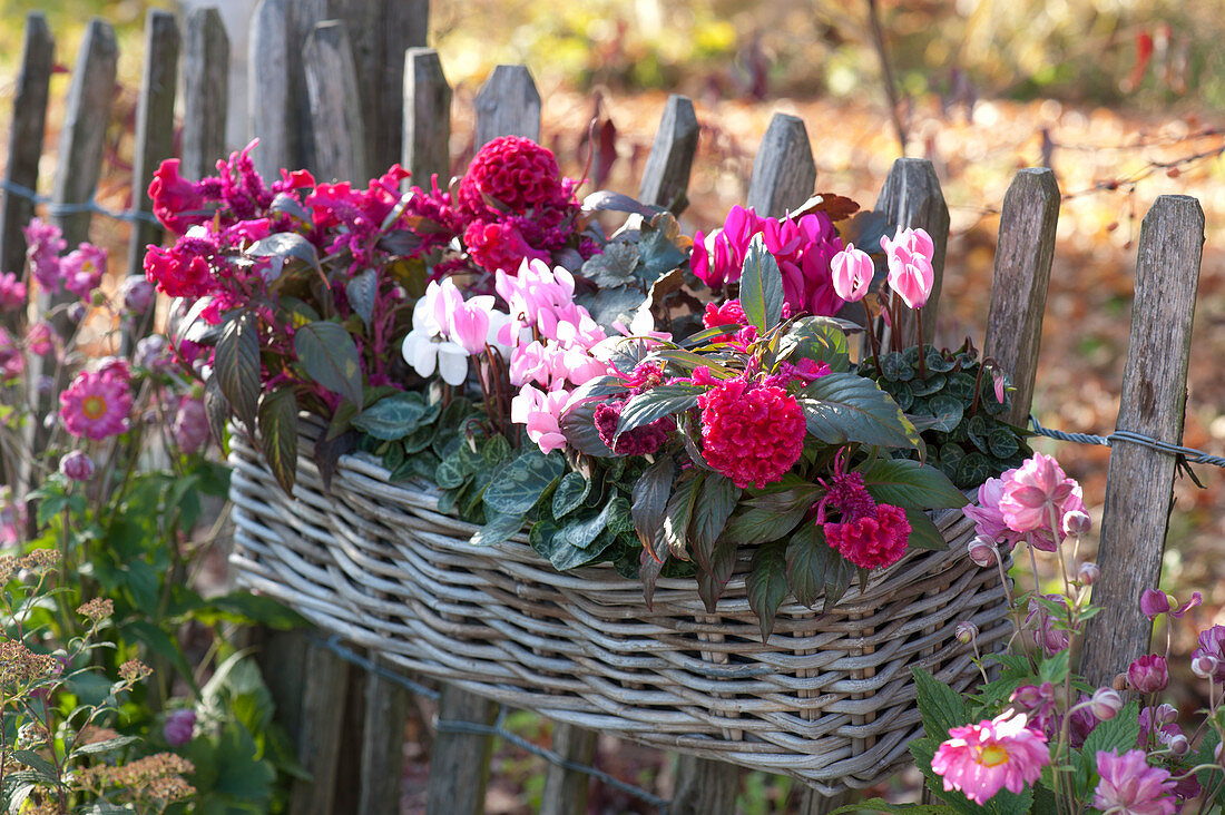 Plume 'burgundy Berry' And Cyclamen In Basket At The Garden Fence