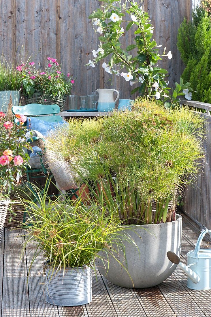 Cyprus Grass And Papyrus As Potted Plants On The Balcony