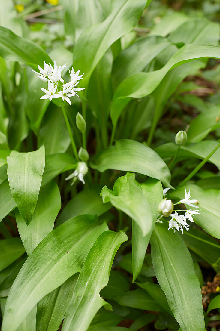 Blossoming wild garlic