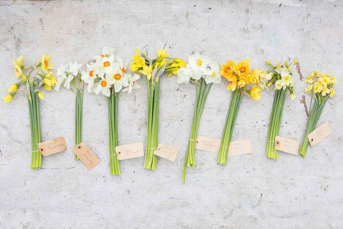 Labelled bunches of different narcissus on concrete surface