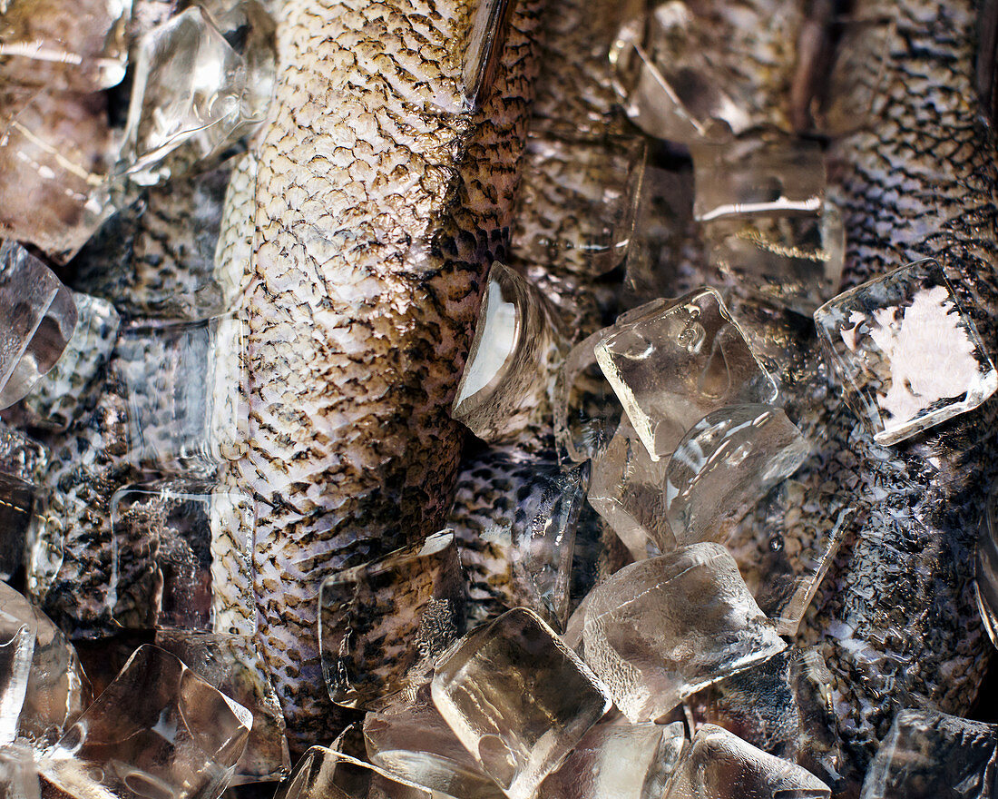 Raw fish on ice (close up)