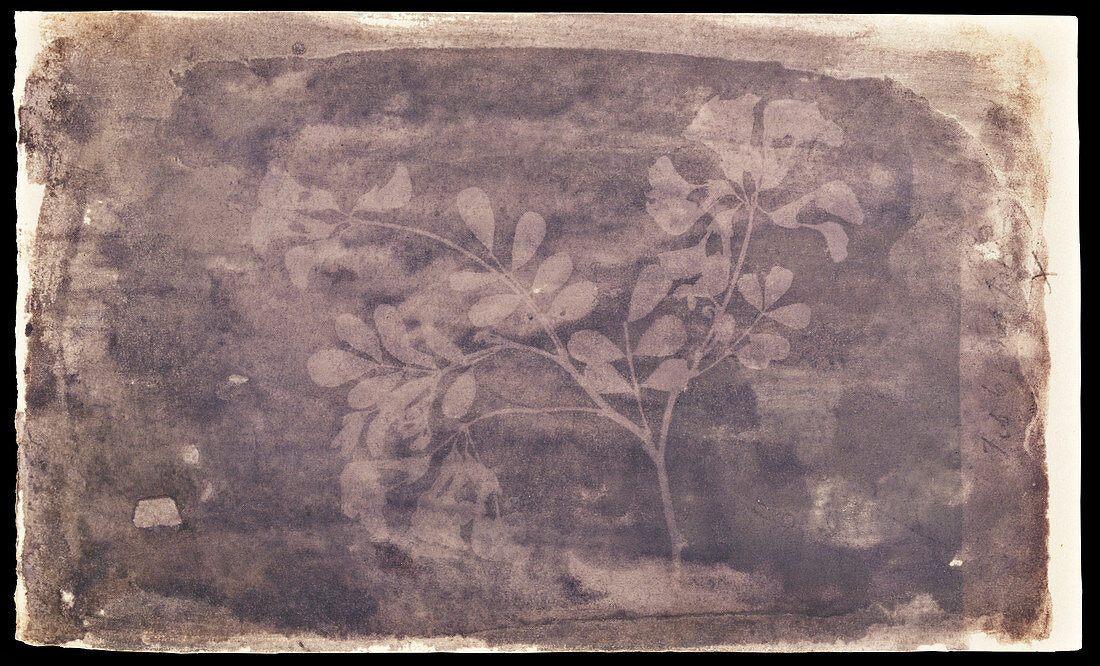 Pea plant by Talbot, 1836