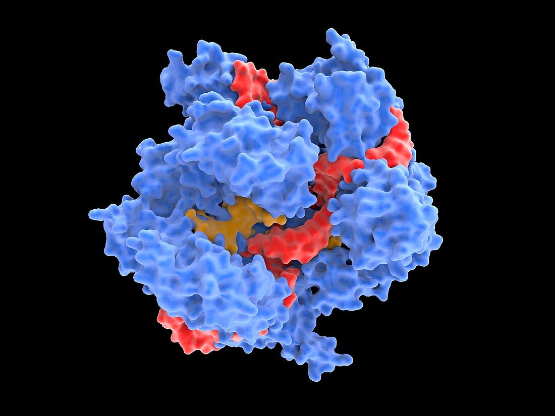 CRISPR-CAS9 gene editing complex molecule