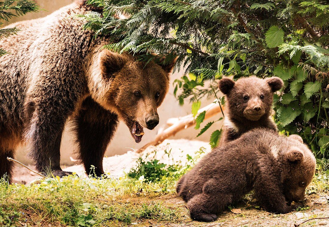 European brown bear and cubs