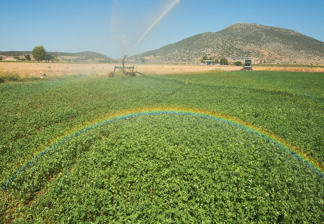 Spray Irrigation of Alfalfa field, Greece