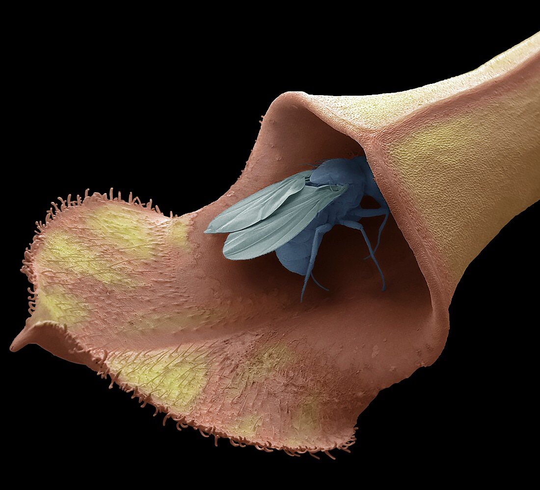Fly in pitcher plant trap, SEM