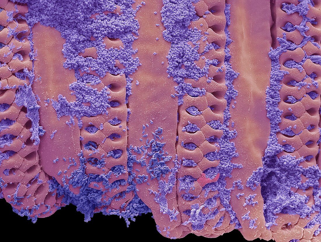 Bacteria on house fly tongue, SEM