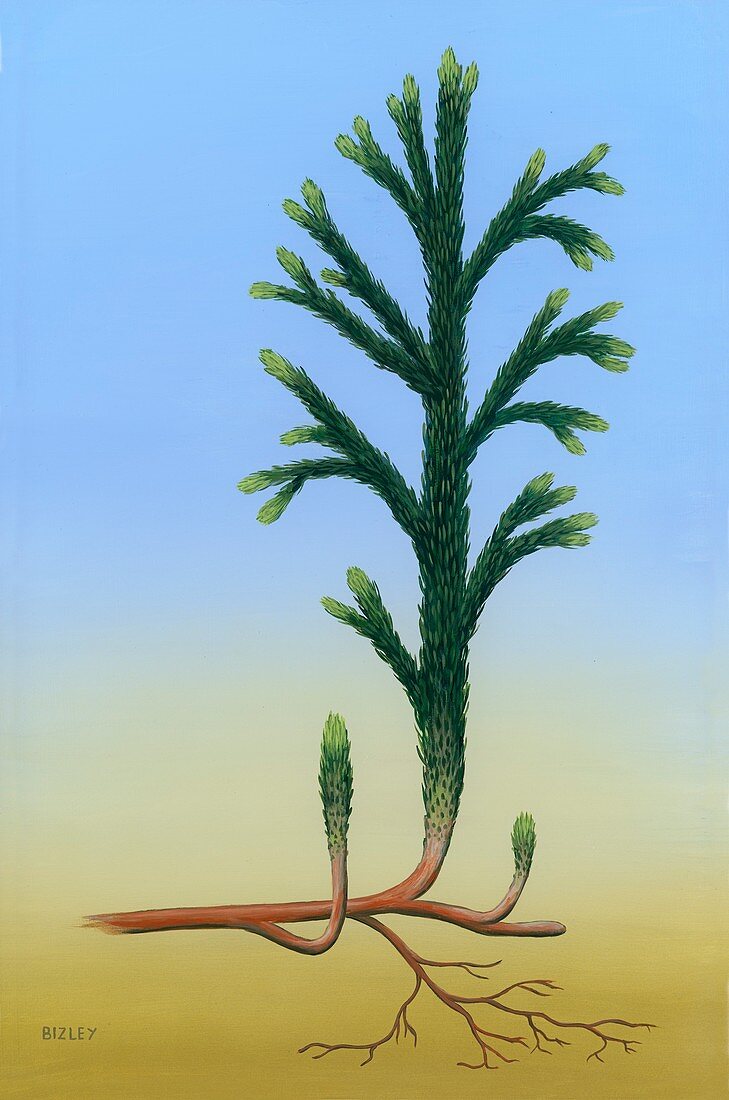 Asteroxylon sp. prehistoric plant, illustration