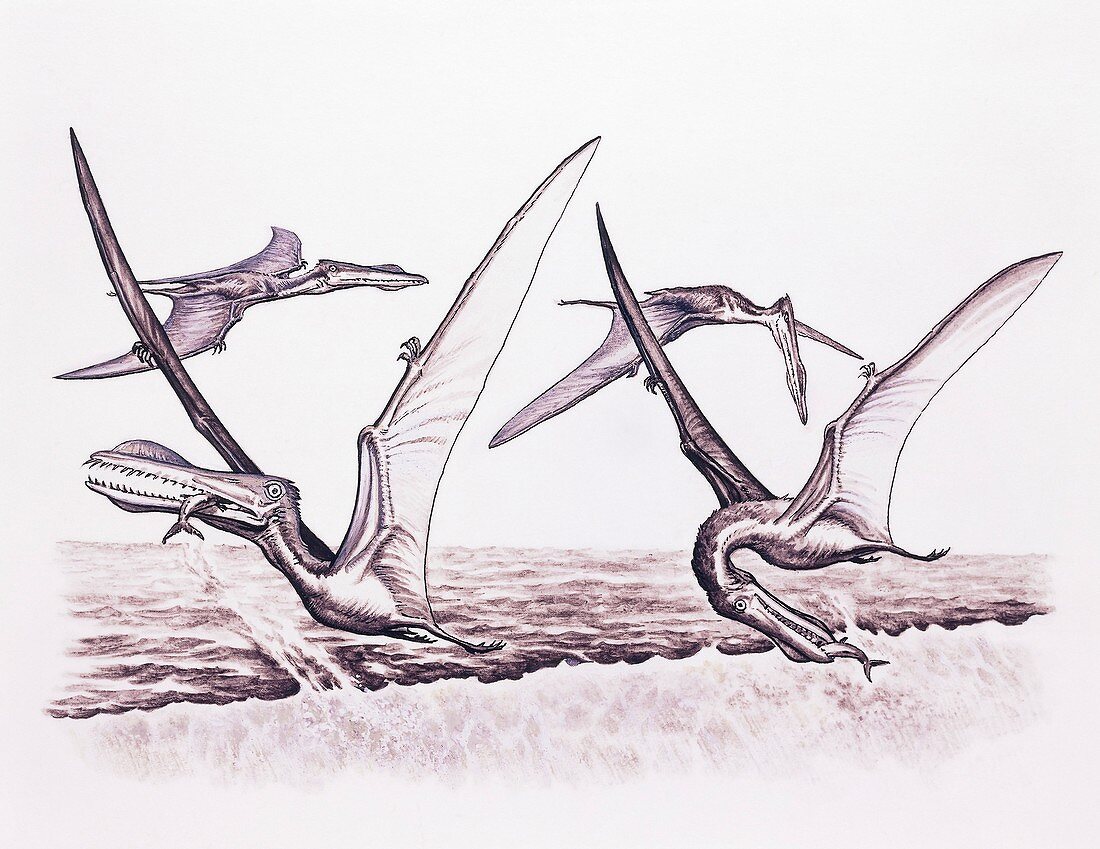Pterosaur flying reptile fishing technique, illustration