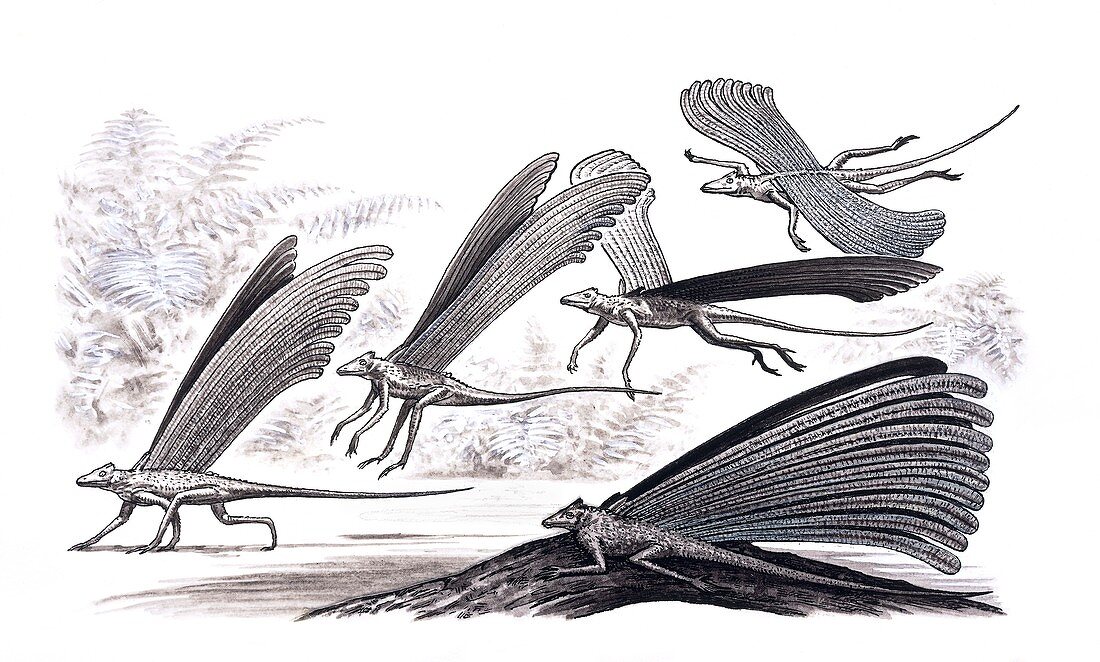 Longisquama lizard gliding, illustration