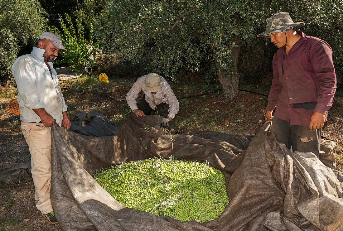 Olive harvest, Mycenae, Greece.