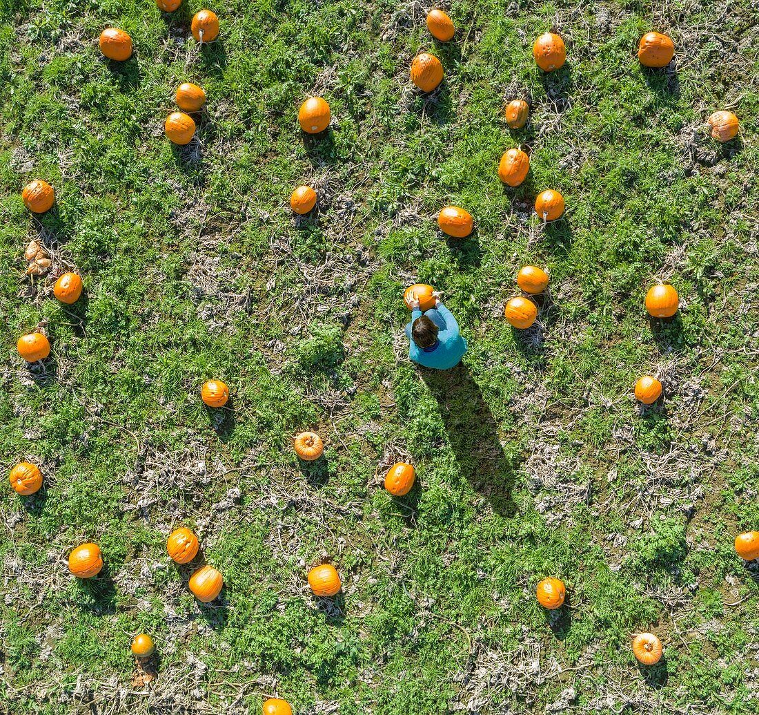 Pumpkin Harvest, England