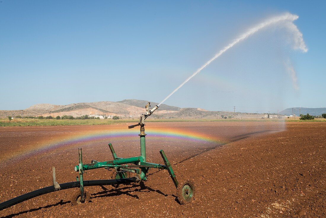 Spray irrigation of a red onion field