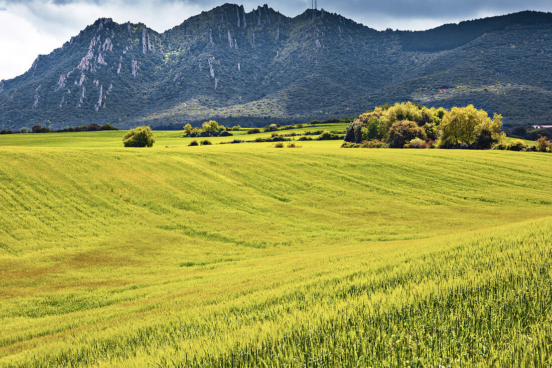 Barley field, Spain