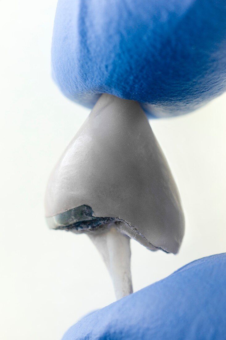 Detached dental crown for a canine tooth