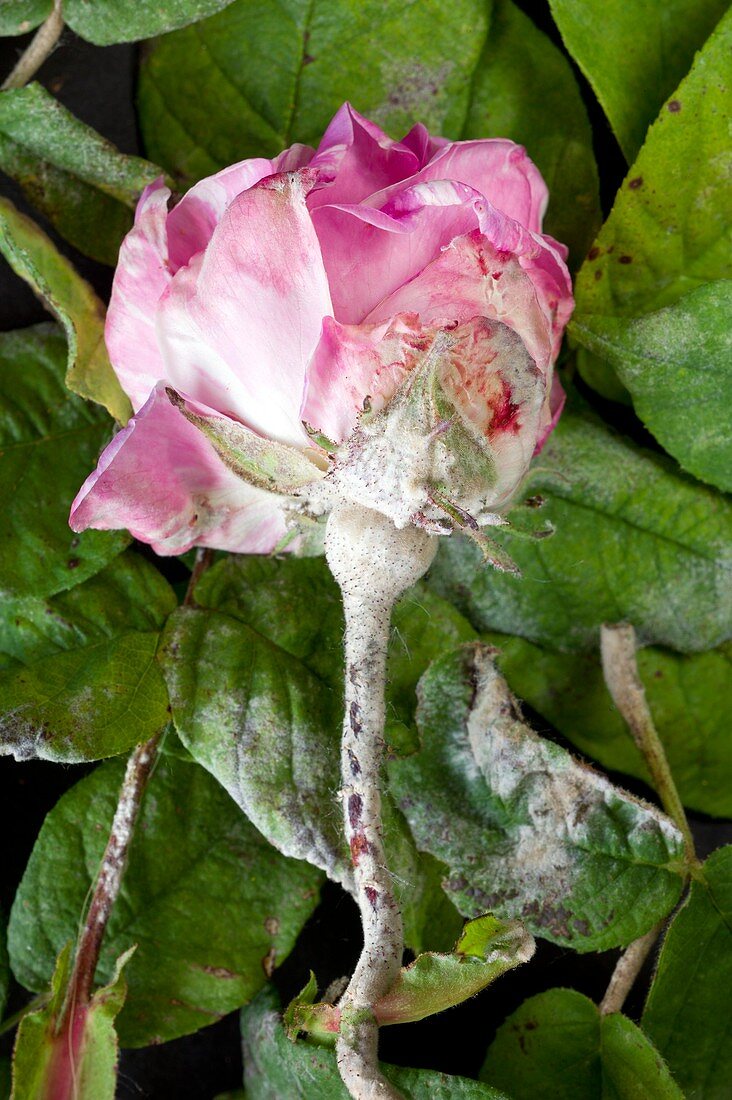 Powdery mildew on a Rosa mundi flower