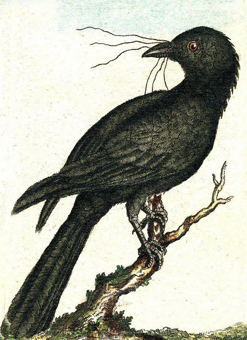 Jackdaw, 19th Century illustration