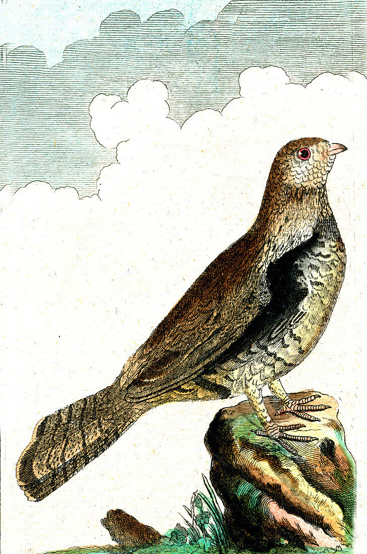 Hazel grouse, 19th Century illustration