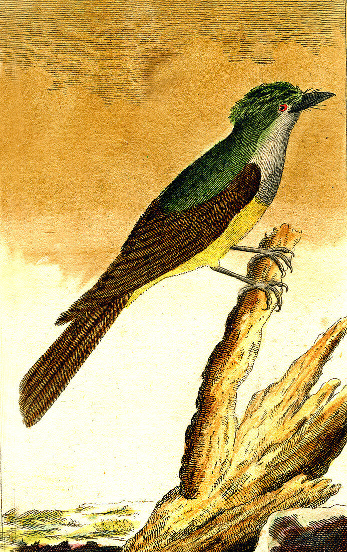 Flycatcher, 19th Century illustration