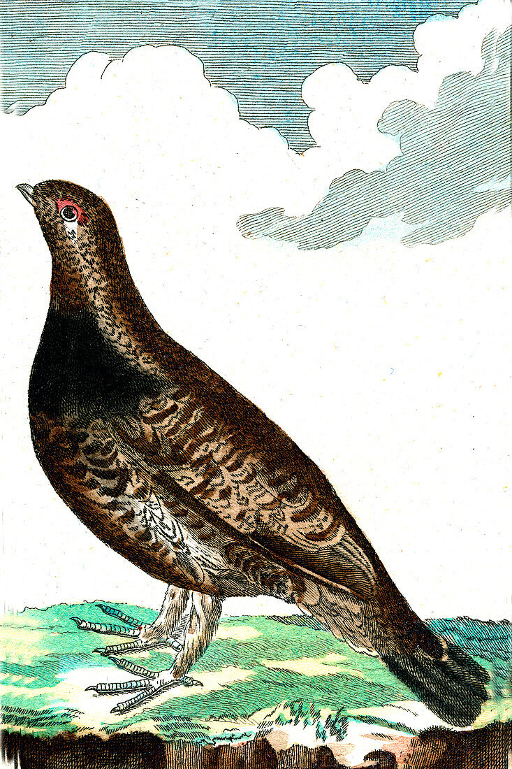 Hummingbird, 19th Century illustration