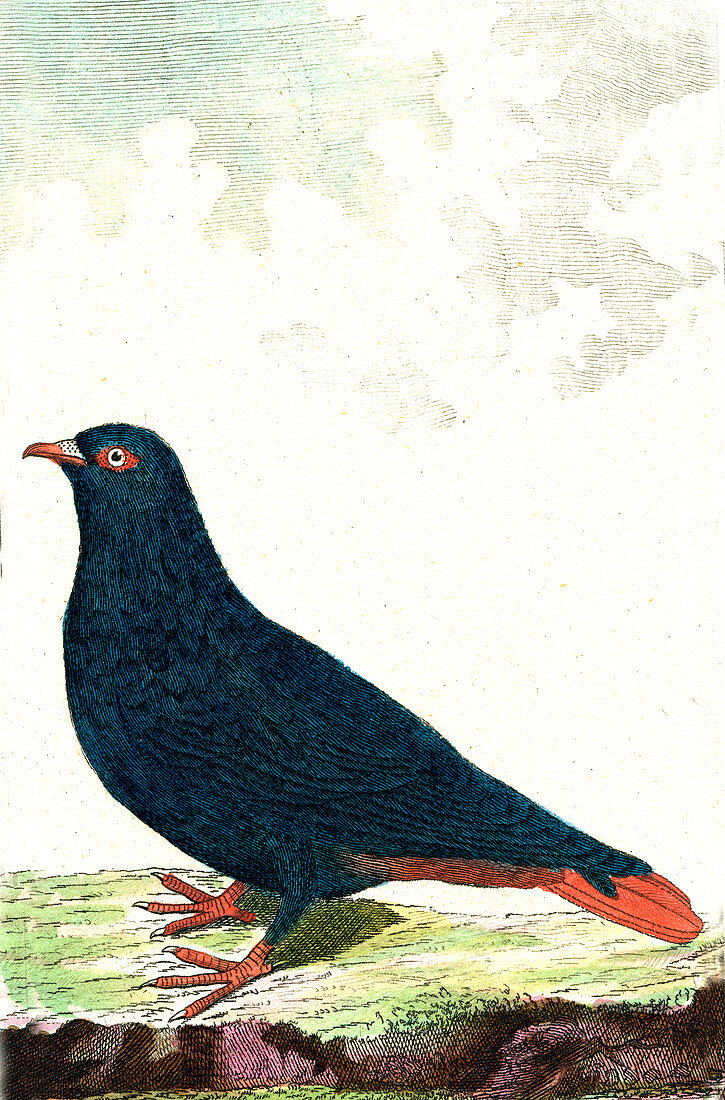 Madagascan blue pigeon, 19th Century illustration