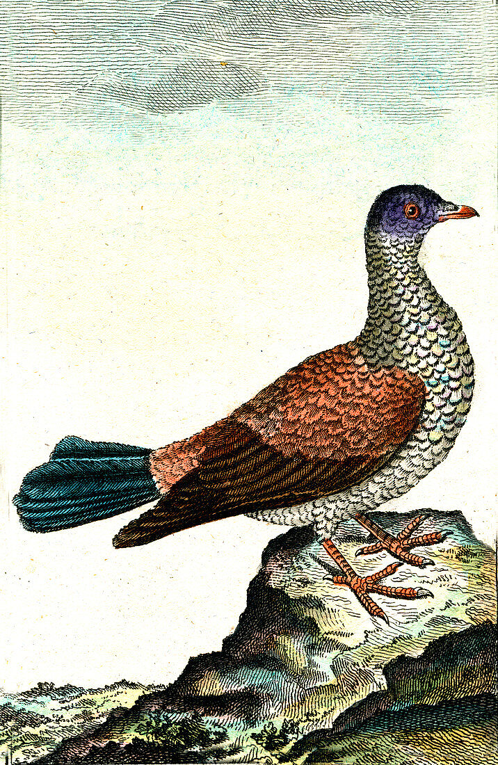 Dove, 19th Century illustration