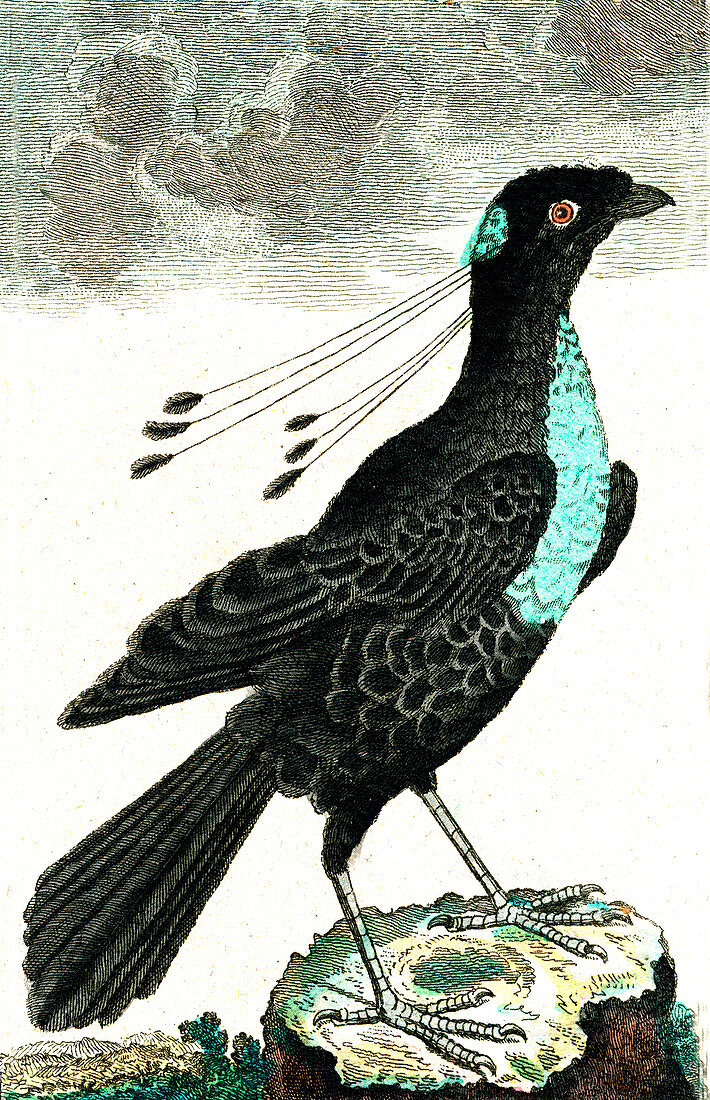 Bird of paradise, 19th Century illustration
