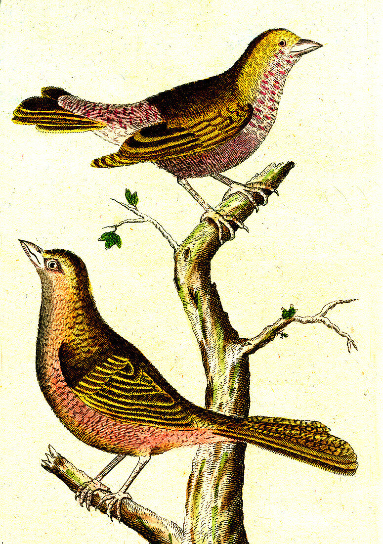 Birds of Senegal, 19th Century illustration
