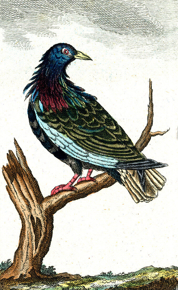 Dove, 19th Century illustration