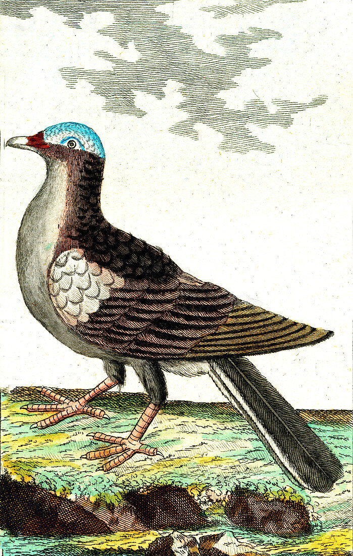 White-crowned pigeon, 19th Century illustration