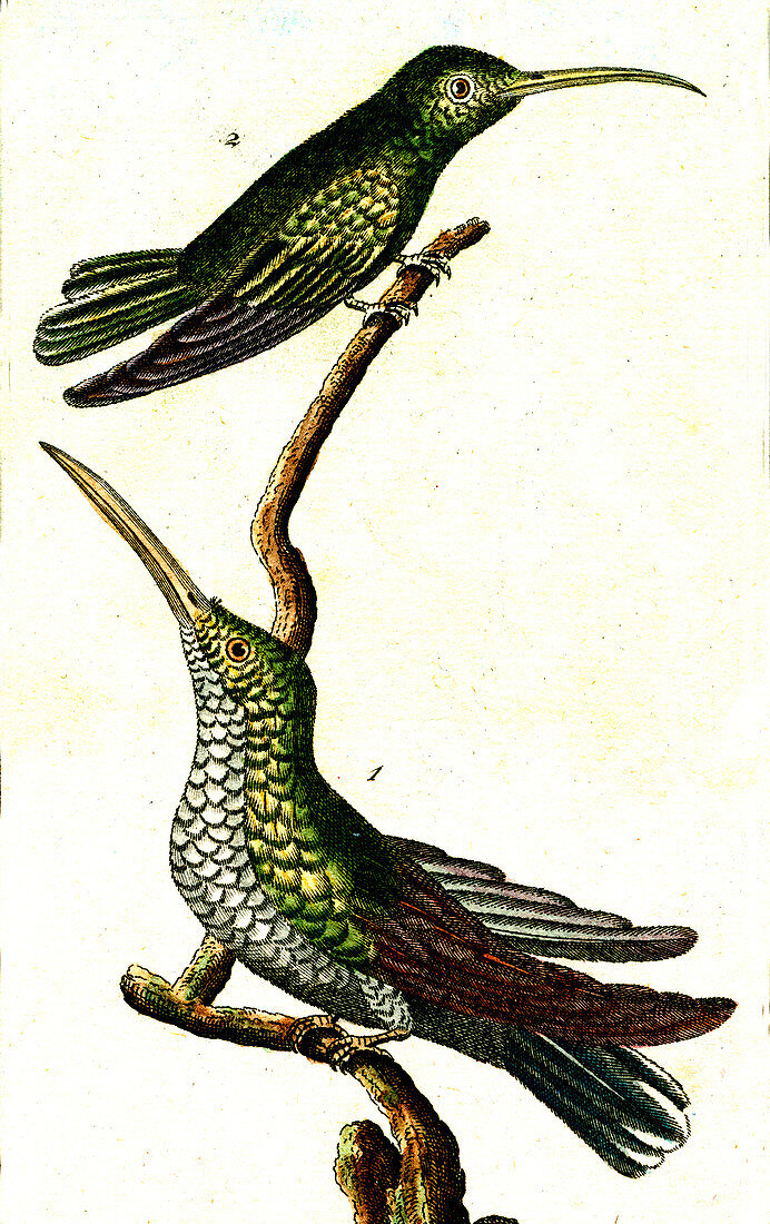 Hummingbirds, 19th Century illustration