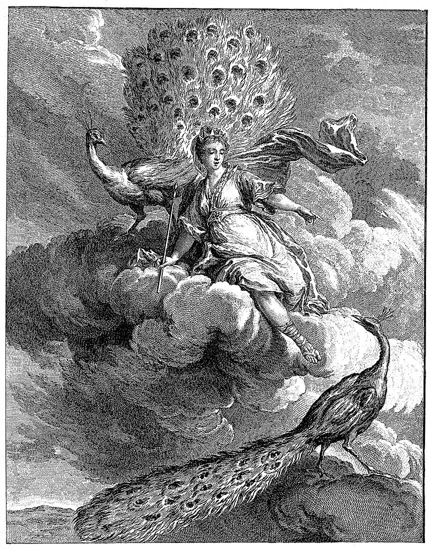 Goddess and peacocks by Jean-Baptiste Oudry, illustration