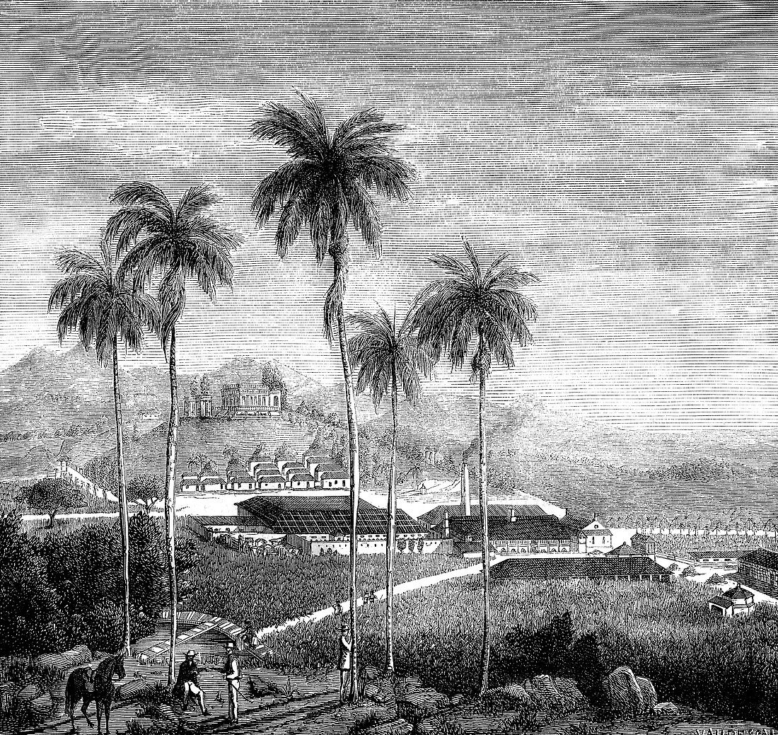19th Century sugar cane plantation, Cuba