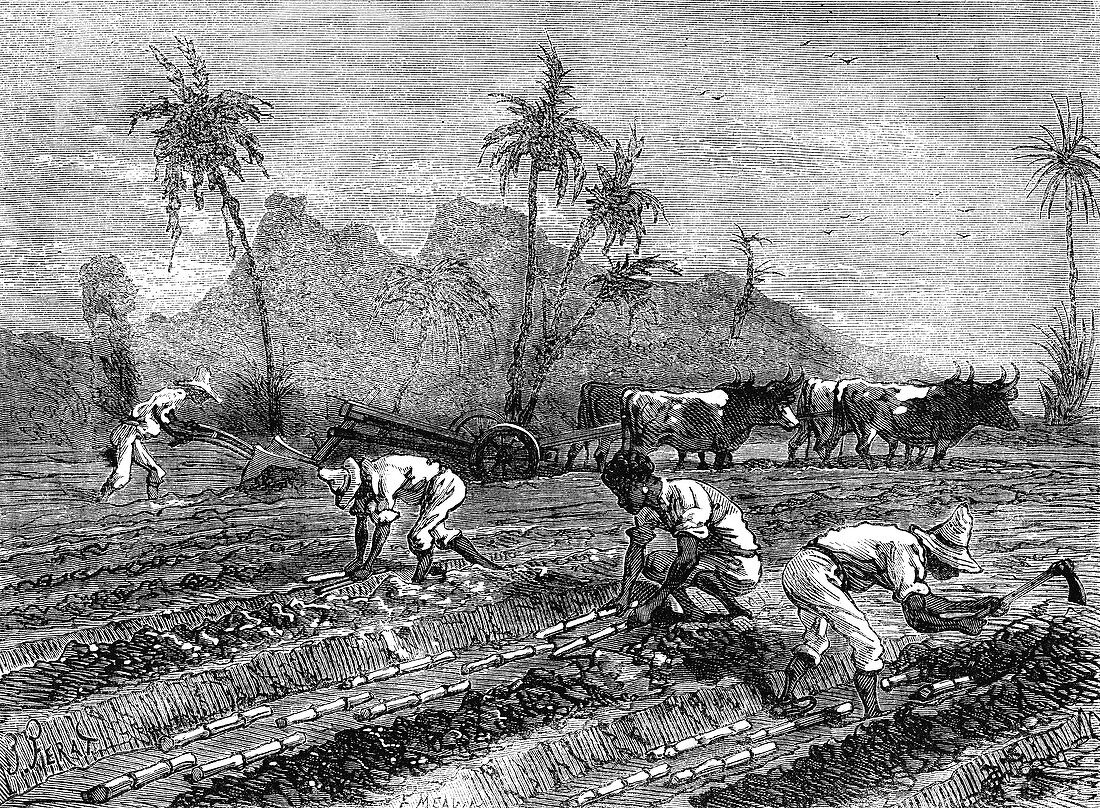 19th Century sugar cane plantation, Cuba