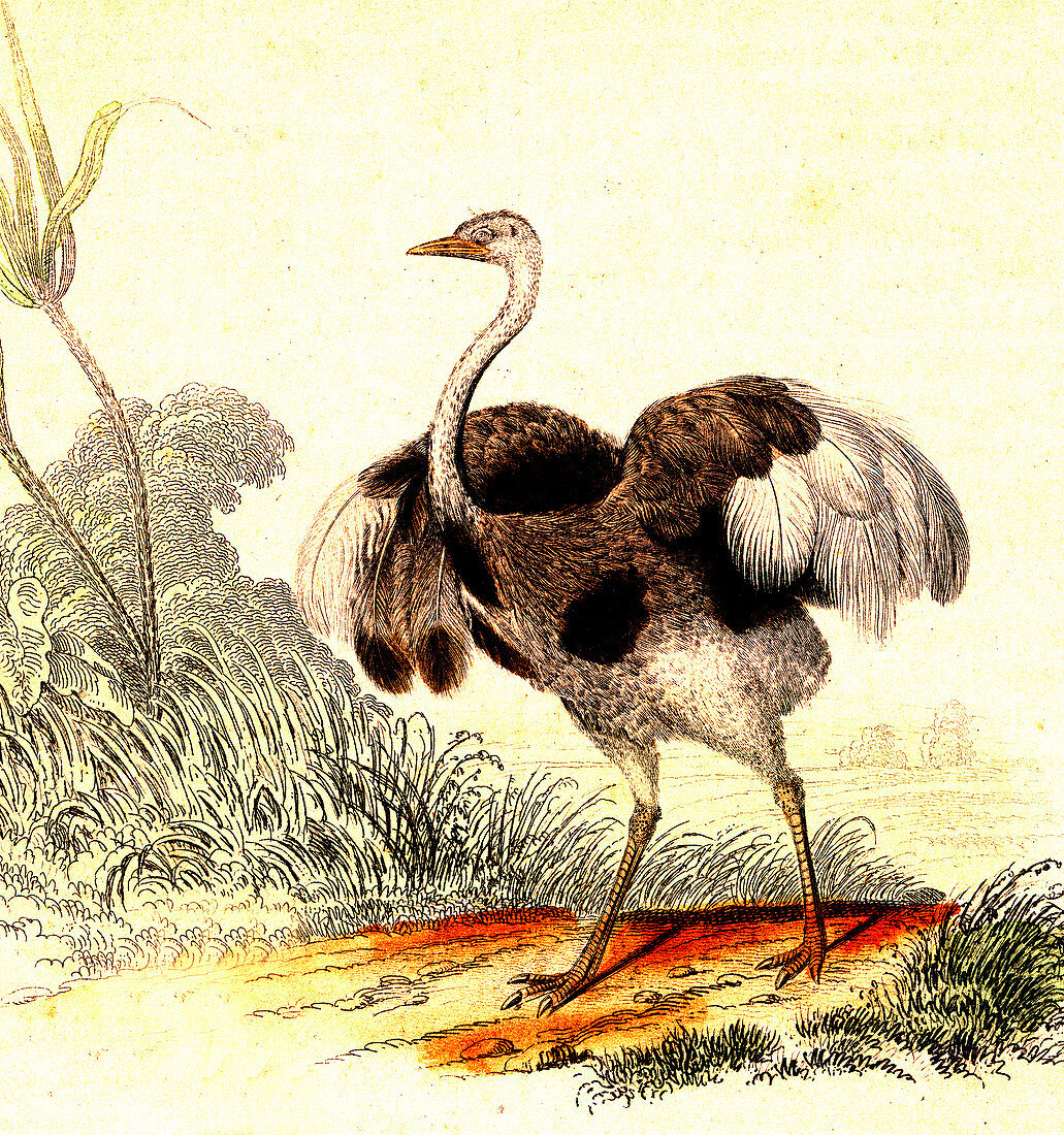 Ostrich, 19th Century illustration
