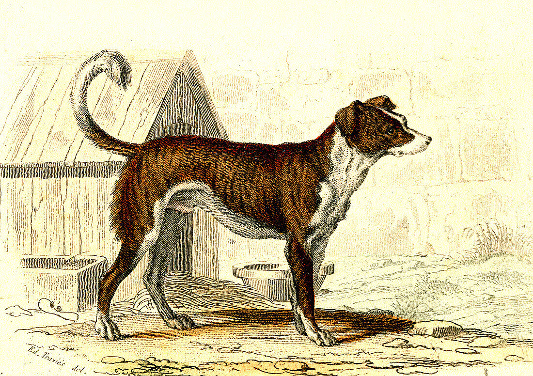 English mastiff, 19th Century illustration