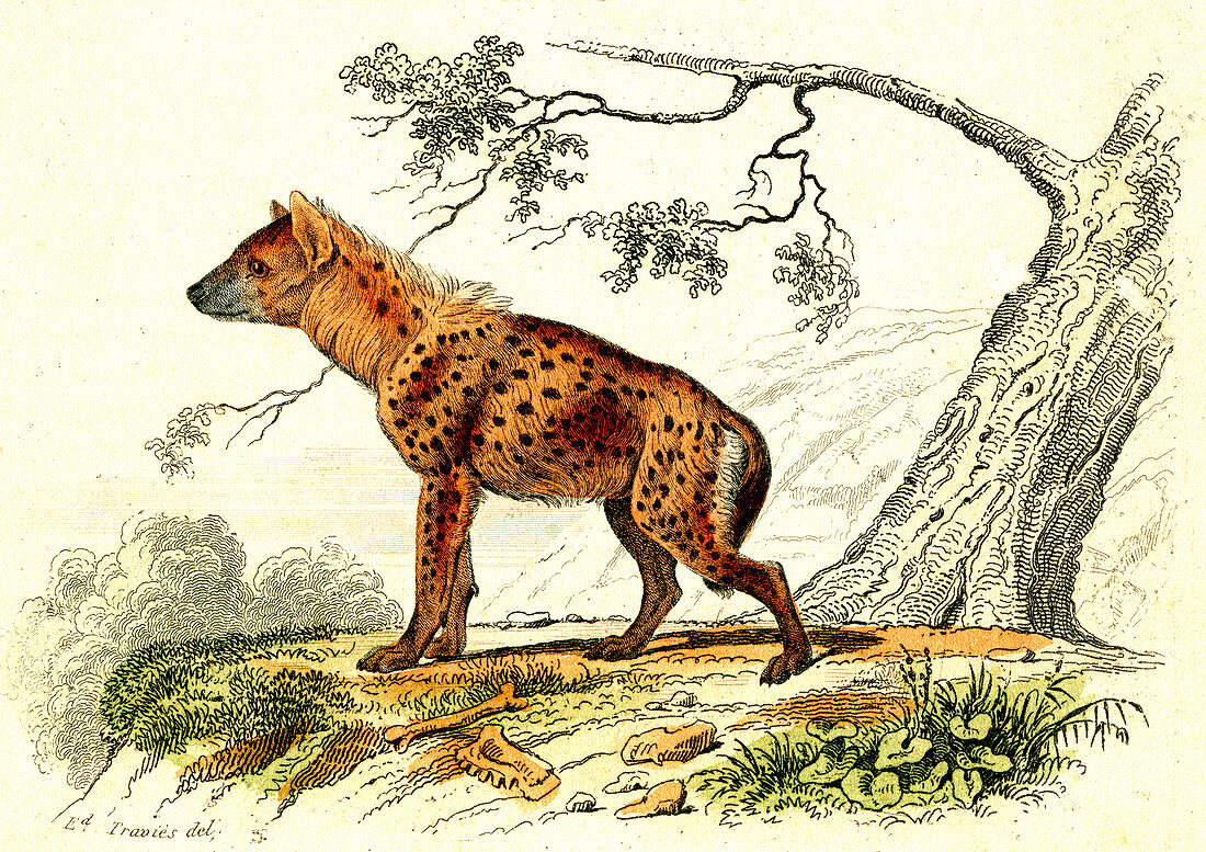 Spotted hyena, 19th Century illustration