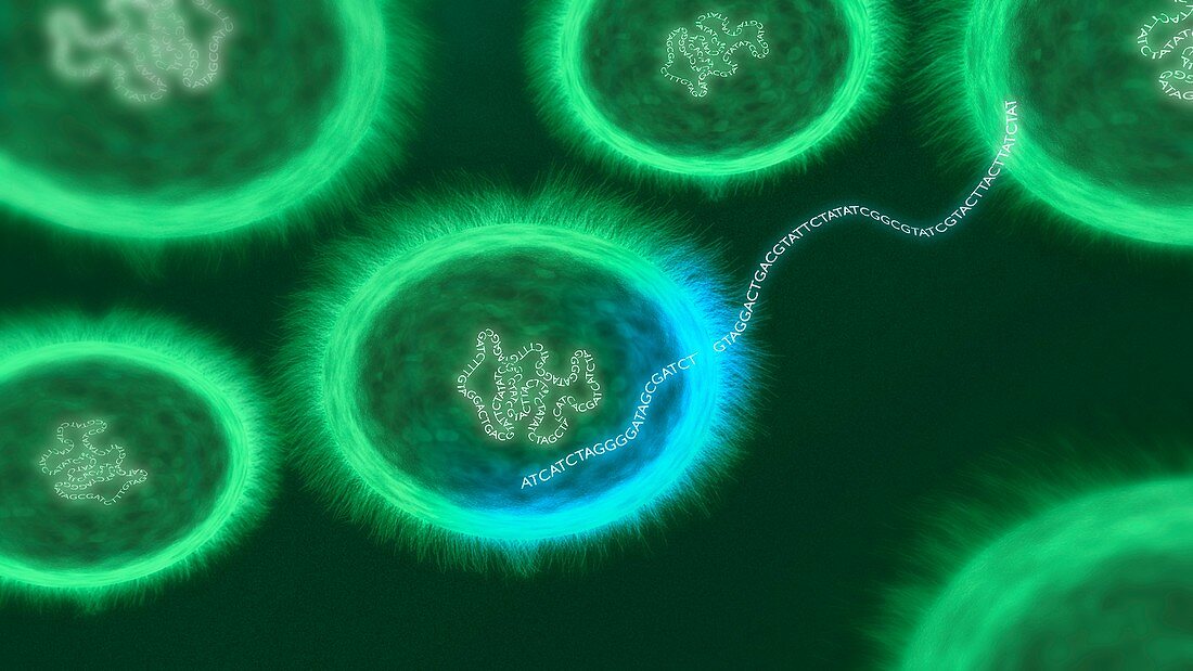 Bacterial DNA transfer, conceptual illustration