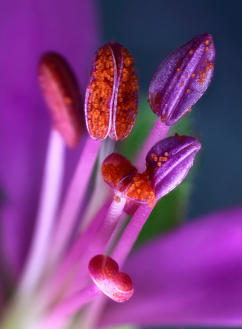 Pelargonium cucullatum anthers, macrophotograph