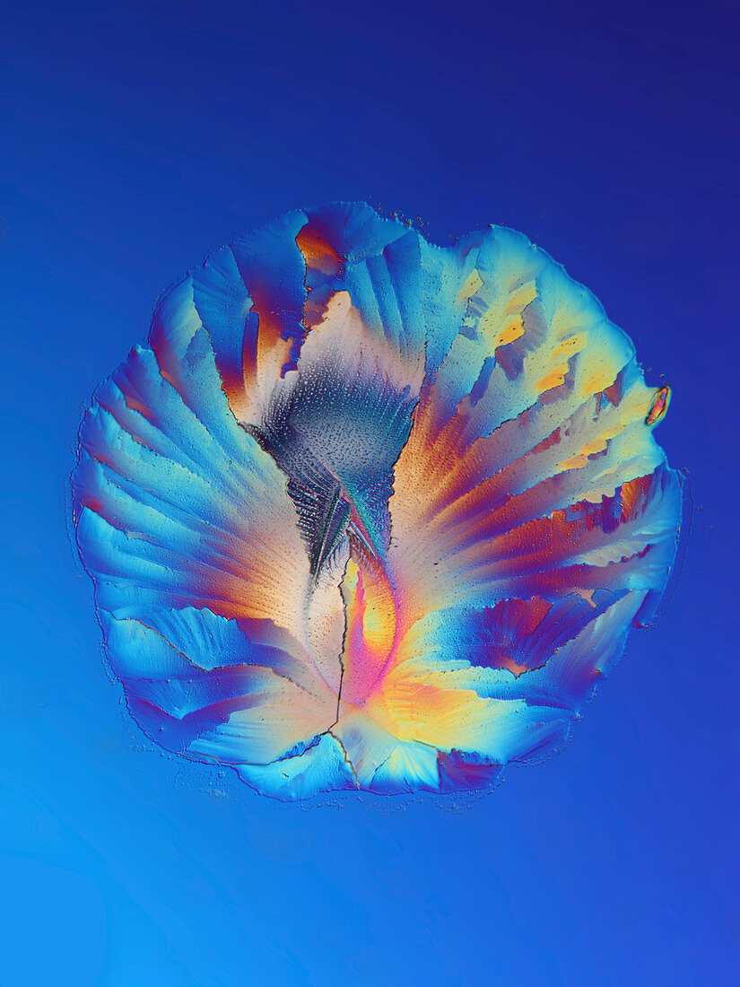 Urea crystal, polarised light micrograph