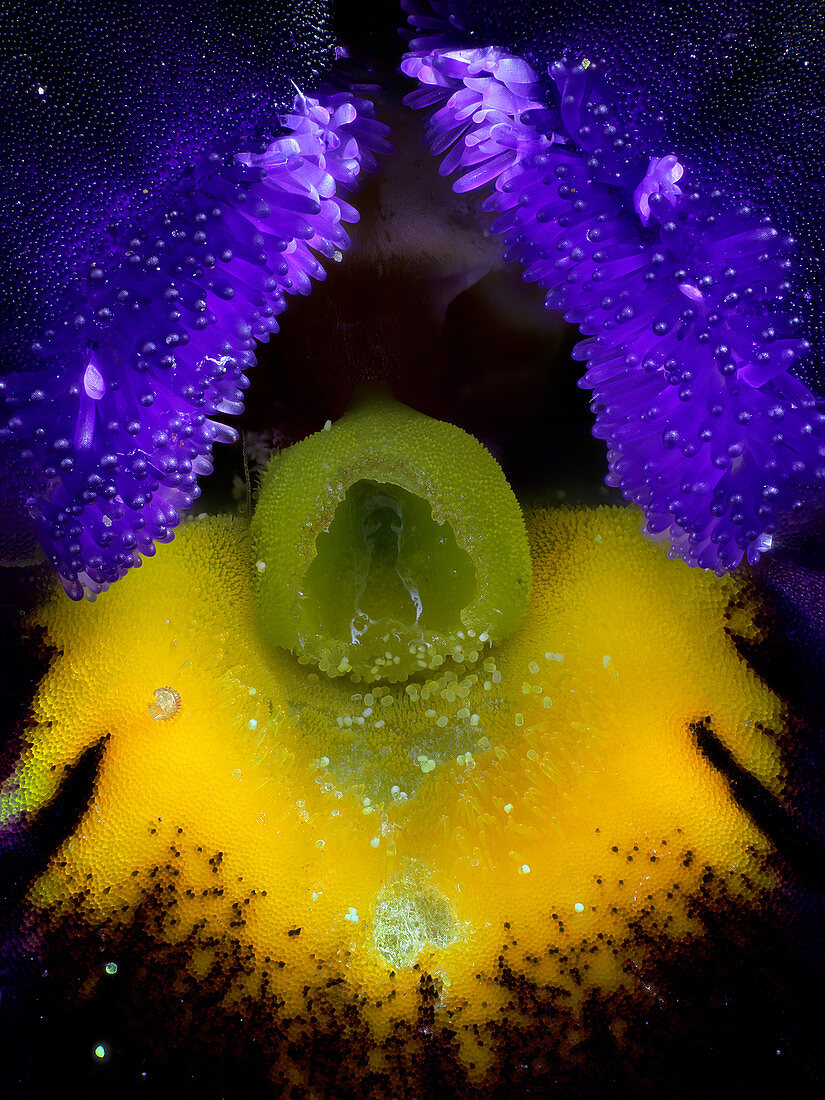 Pansy (Viola x wittrockiana 'Black Moon'), macrophotograph